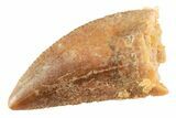Serrated Raptor Tooth - Real Dinosaur Tooth #364797-1